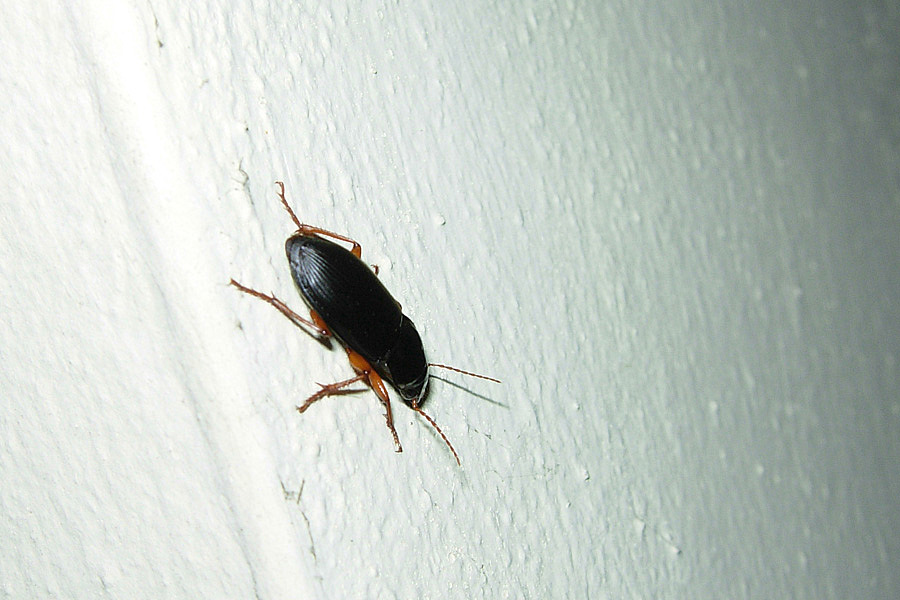 Coleotteri sui muri di casa